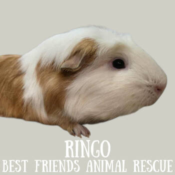 Rescue Short Haired Guinea Pigs for Adoption in Wasilla, Alaska - Ringo | PetCurious
